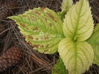 Болезни гортензии - хлороз листьев