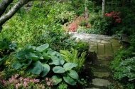 Хосты – довольно популярные растения, которые часто можно встретить в саду