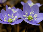 Нежный весенний цветок: печеночница