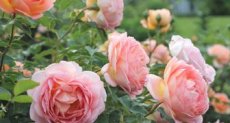 Почвопокровные розы в дизайне сада - фото лучших сортов, посадка, уход фото