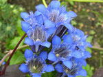 Синий цветок горечавка