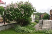 Сирень в Ландшафтном Дизайне Сада Фото