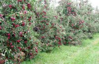 Яблони в Ландшафтном Дизайне Сада