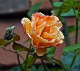 Увядающая роза фото