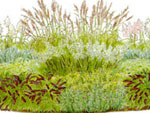 Злаковая клумба: план цветника из трав